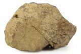 Fossil Dinosaur (Pachycephalosaurus) Skull Section - South Dakota #382466-1